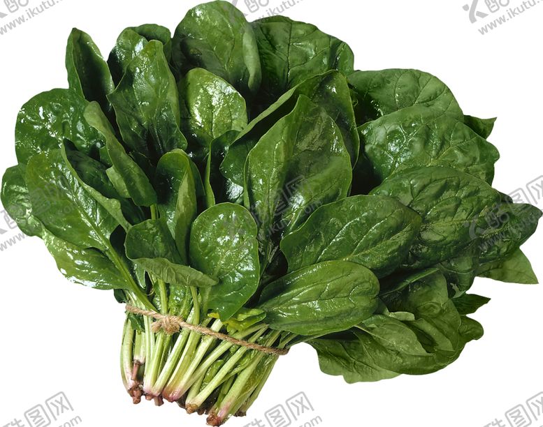 编号：15678509212120457946【酷图网】源文件下载-油菜