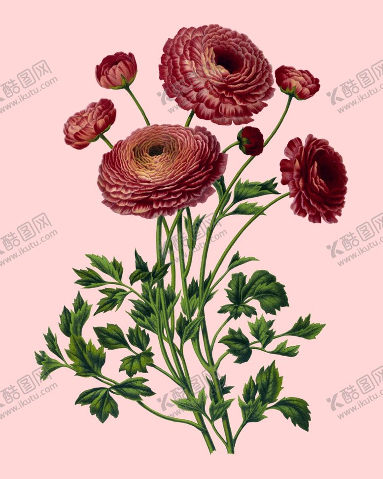 编号：63391409291209362086【酷图网】源文件下载-花卉植