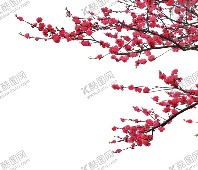 编号：40503210240436364934【酷图网】源文件下载-梅花