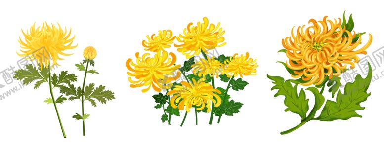 编号：12361209220225147924【酷图网】源文件下载-菊花