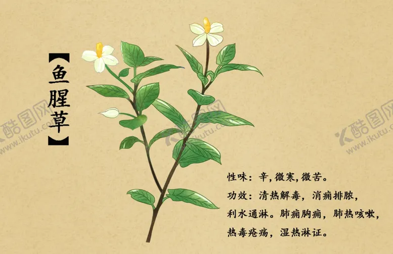 编号：74224802260316169091【酷图网】源文件下载-药材图谱