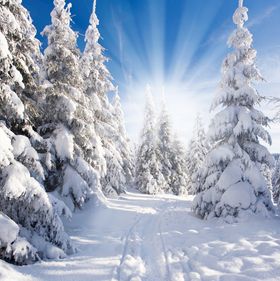 圆月下的树林雪景冬季背景