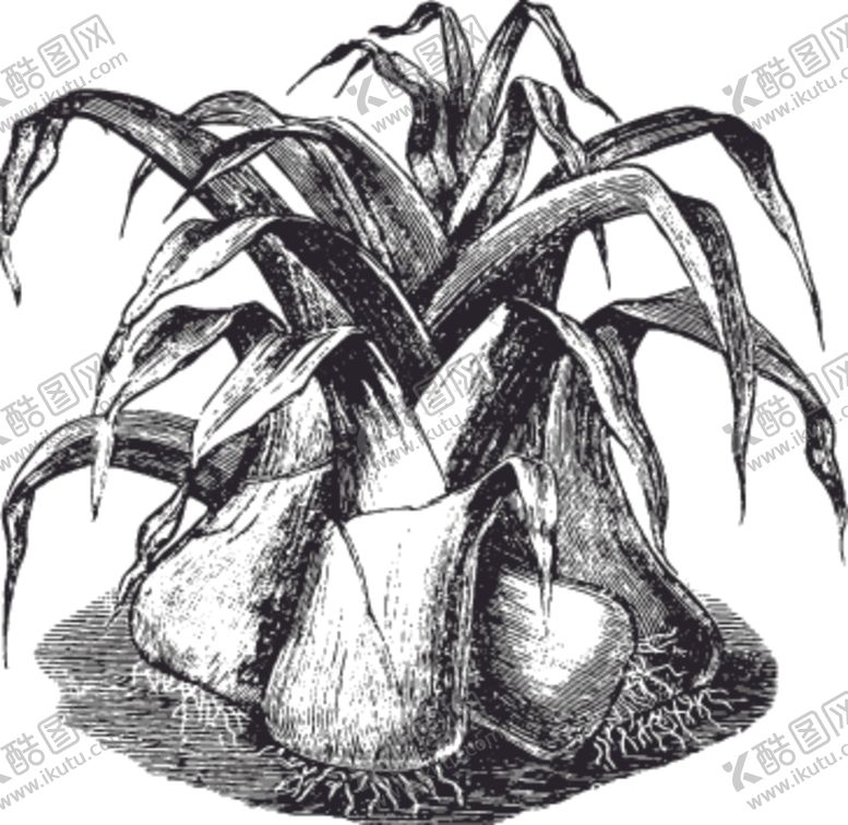 编号：15453009151245203127【酷图网】源文件下载-素描手绘蔬菜