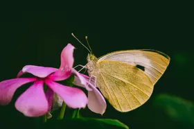 蝴蝶昆虫生物世界摄影虫类