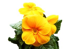 报春花