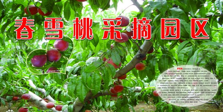 编号：48007110101037014863【酷图网】源文件下载-春雪桃采摘园区