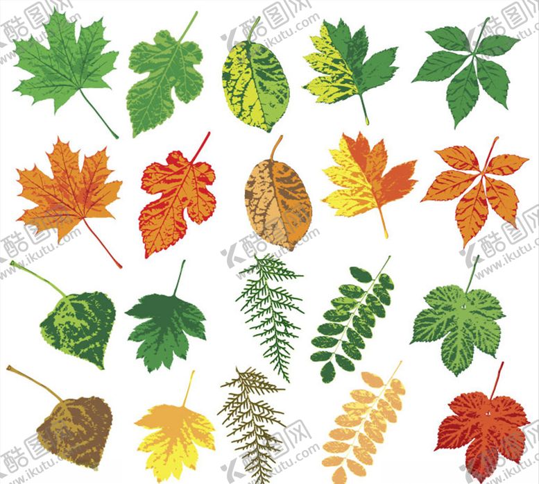 编号：61436910092222197419【酷图网】源文件下载-手绘树叶