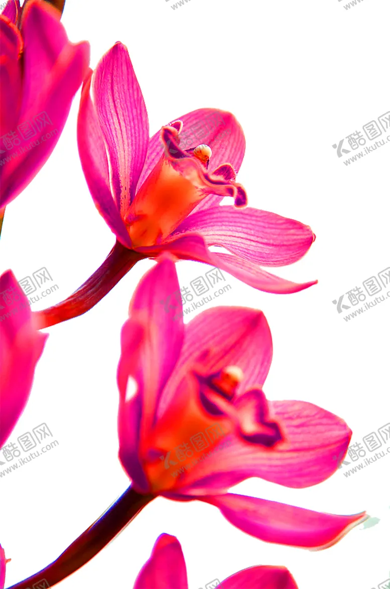 编号：34592806271057163323【酷图网】源文件下载-花素材