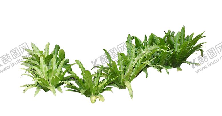 编号：16274807021516229379【酷图网】源文件下载-绿色植物