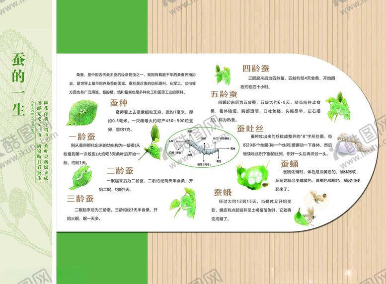 编号：45015611211300431265【酷图网】源文件下载-蚕的一生