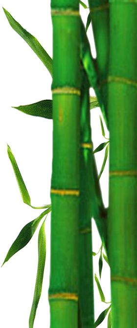 透明png竹子图片