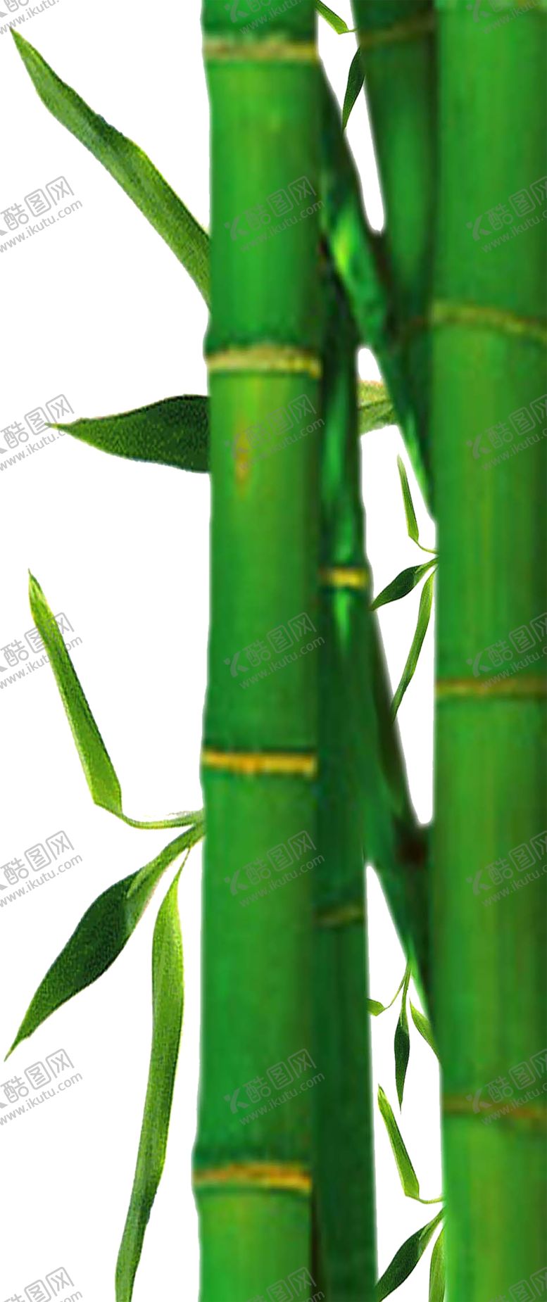 编号：88909009120230502811【酷图网】源文件下载-透明png竹子图片