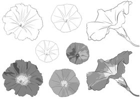 花卉素描黑白线条绘画简笔线稿