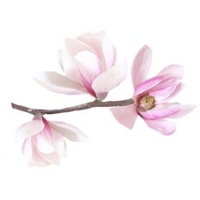 手绘桃花