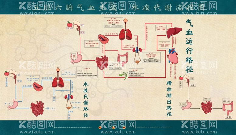 编号：35006911300540293383【酷图网】源文件下载-气血生成代谢流程图