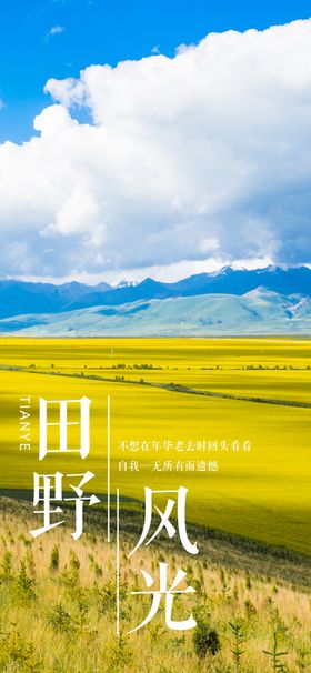 油菜花