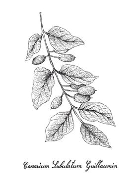 白描水果
