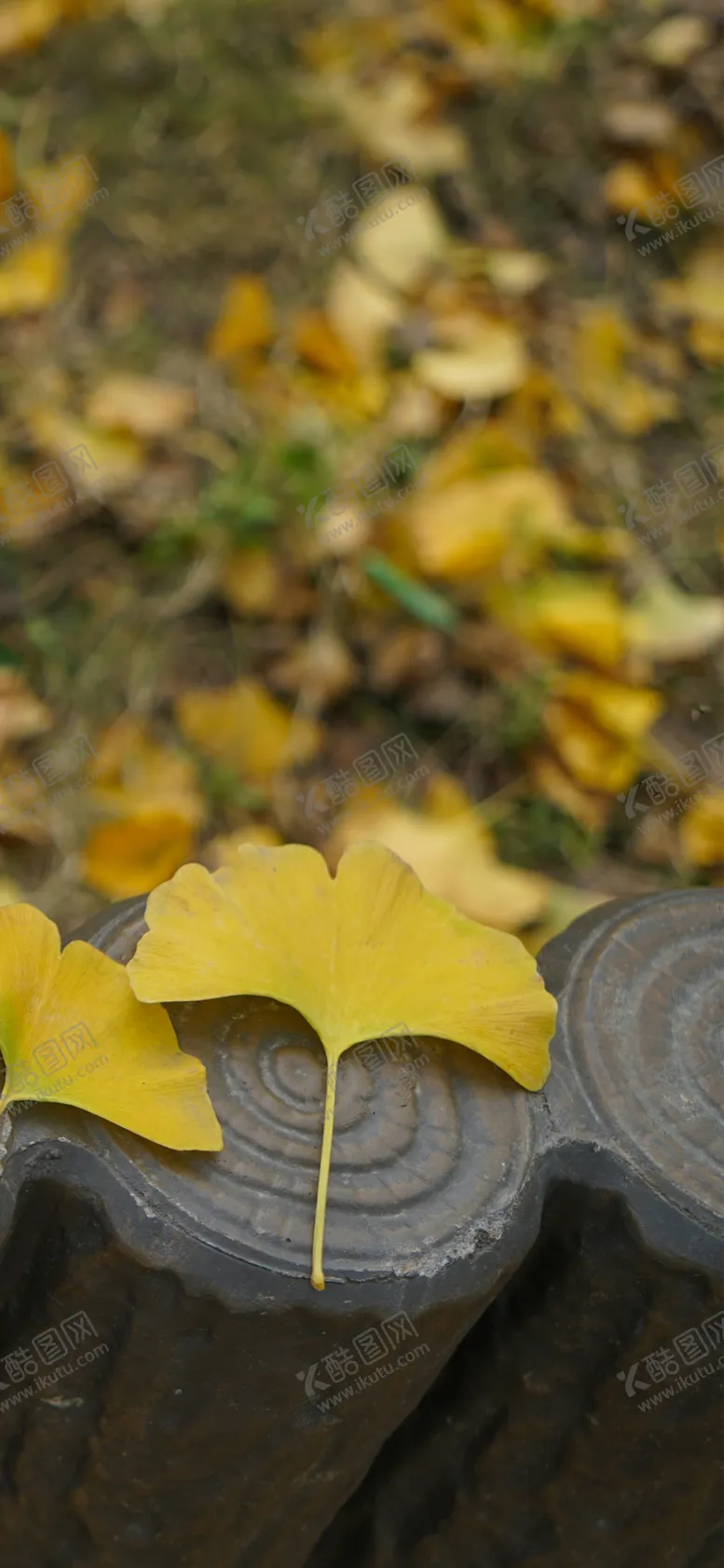 编号：69376010260013187195【酷图网】源文件下载-手机壁纸