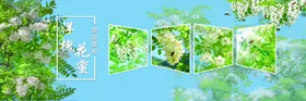 春日繁花槐花风景图