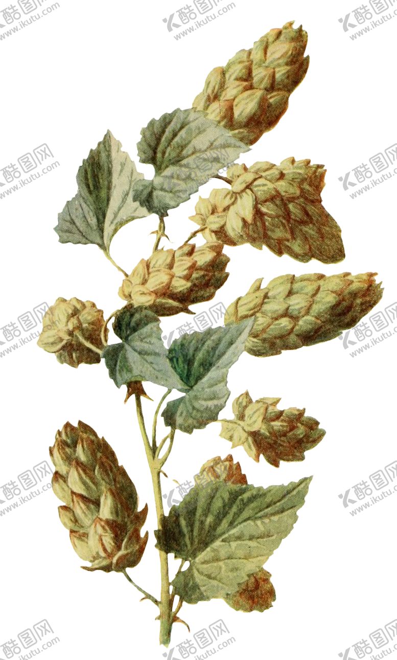 编号：20471309140754352695【酷图网】源文件下载-复古花朵植物图案