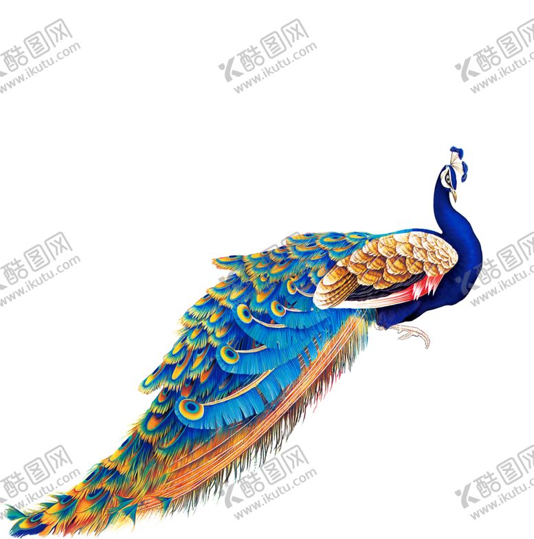 编号：27038510120048153712【酷图网】源文件下载-孔雀