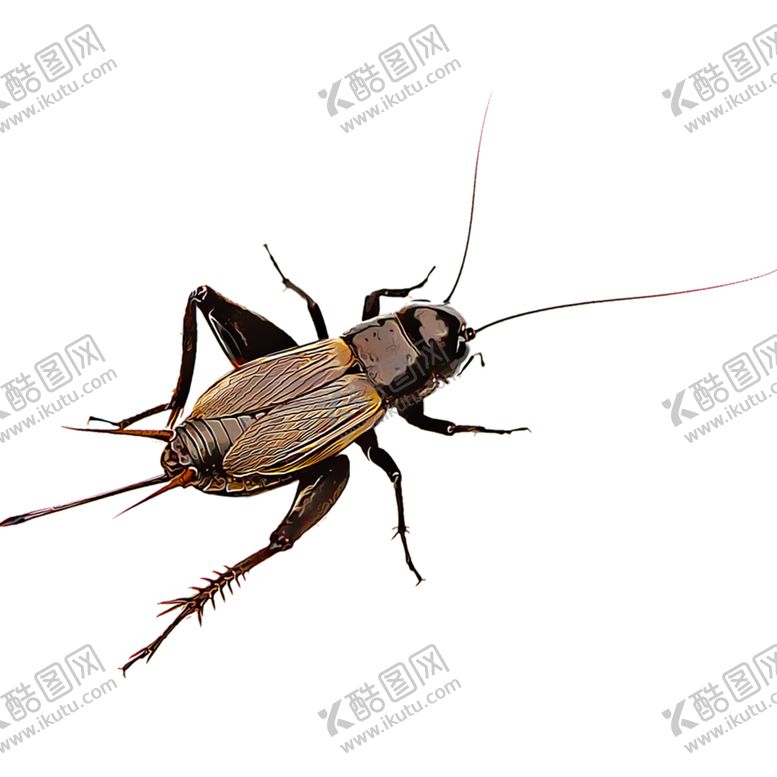 编号：91145509191904061865【酷图网】源文件下载-蝗虫