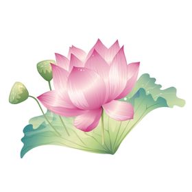 荷花素材手绘古风手绘叶插画