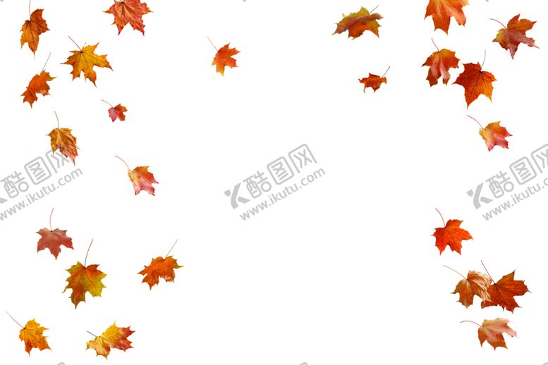 编号：15421510101723035202【酷图网】源文件下载-枫叶