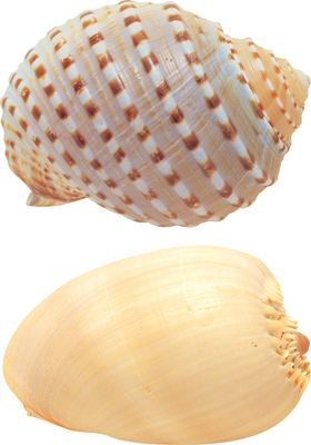 海螺