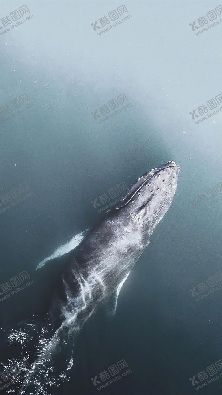 编号：55702504181957195073【酷图网】源文件下载-鲸鱼