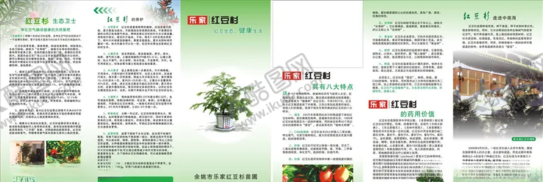 编号：33783007062120064512【酷图网】源文件下载-红豆杉宣传单