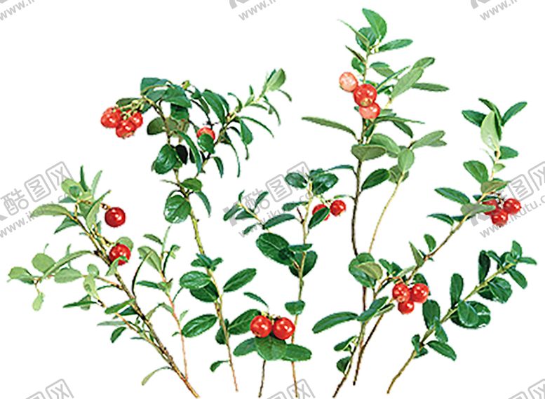 编号：39619710121932266987【酷图网】源文件下载-鲜花素材