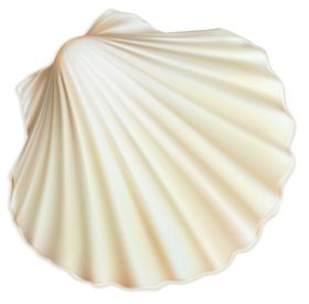 贝壳