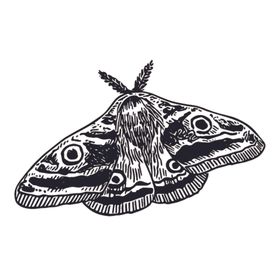 昆虫绘画图案