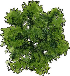 手绘植物