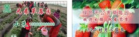草莓名片