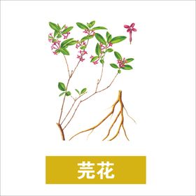 草本植物药材图片