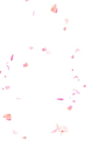 飘落的花瓣