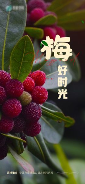 摘杨梅海报