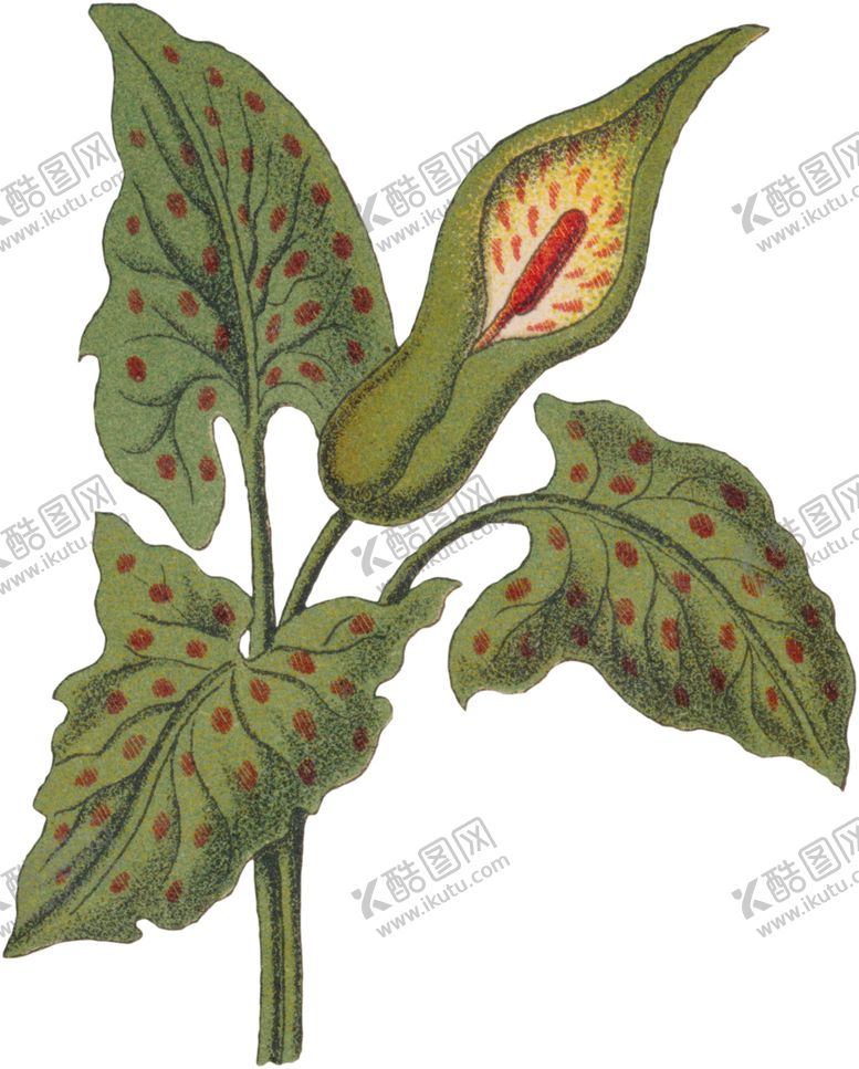 编号：67648707061342546176【酷图网】源文件下载-工笔插画