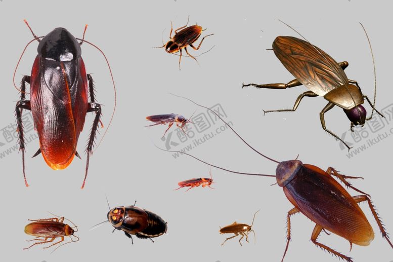 编号：95828010031405391316【酷图网】源文件下载-蟑螂