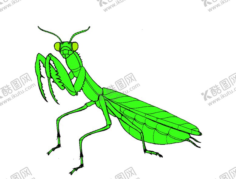 编号：97487809300232329472【酷图网】源文件下载-螳螂