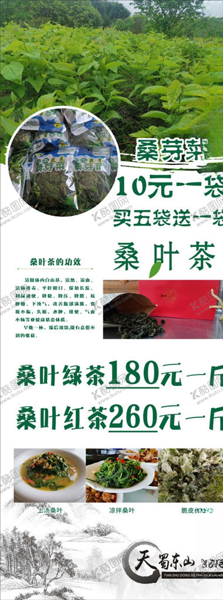 编号：14753410060626581321【酷图网】源文件下载-桑叶茶展架桑芽菜桑叶