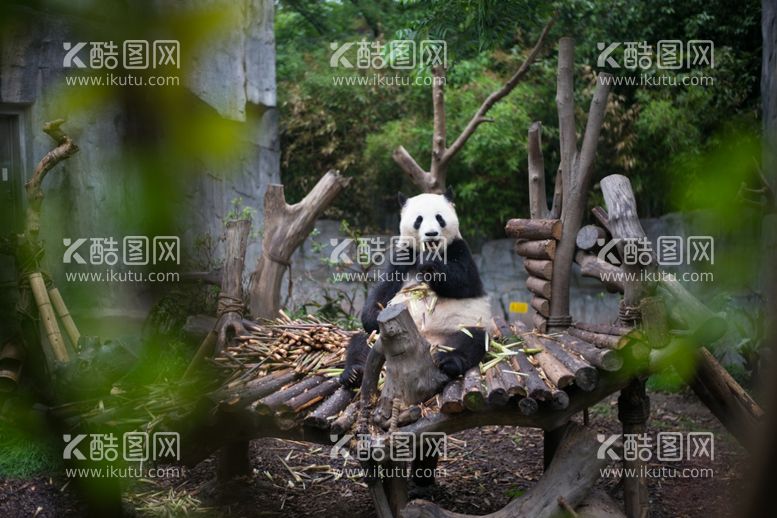 编号：11742811290538192491【酷图网】源文件下载-大熊猫