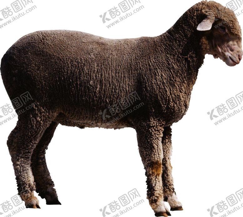 编号：12610609240445325622【酷图网】源文件下载-绵羊