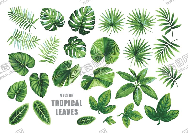 编号：64932609200519037346【酷图网】源文件下载-热带叶子