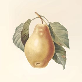 水果奇异无花苹青瓜