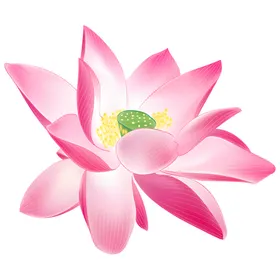 荷花素材夏天夏至叶插画