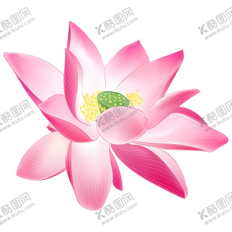 编号：36272301250511495844【酷图网】源文件下载-荷花素材