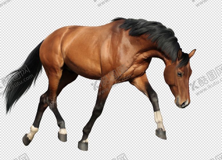 编号：22954210010926058498【酷图网】源文件下载-千里马马宝马汗血透明底